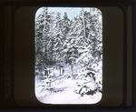 Maine 053. The Forest in Winter Dress by Leyland Whipple