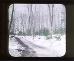 Maine 054. Woodland Road in Winter by Leyland Whipple