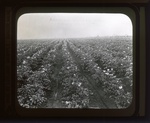 Maine 100. Potato Field by Leyland Whipple